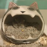 How to Potty Train Your Hamster: 4 Steps (with Pictures)