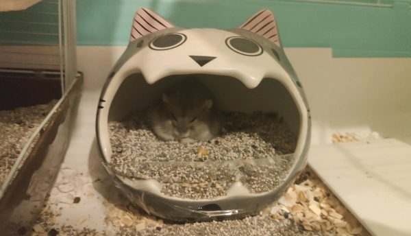 How to Potty Train Your Hamster: 4 Steps (with Pictures)