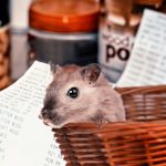 Choose A Hamster Name: Great Ideas For You