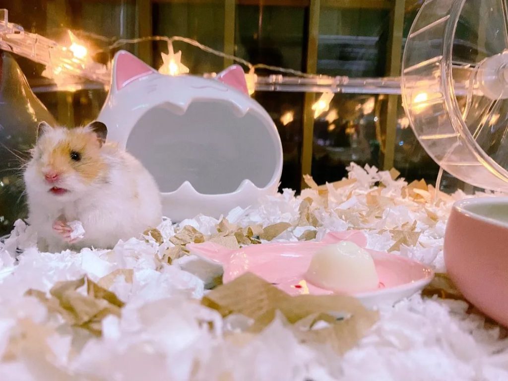 hamster in pink cage