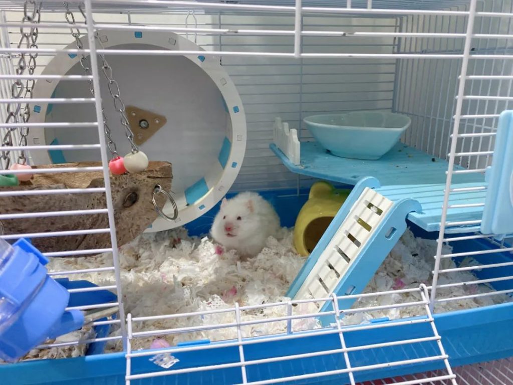 hamster in cage