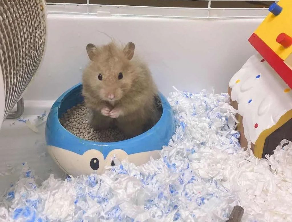 hamster in room