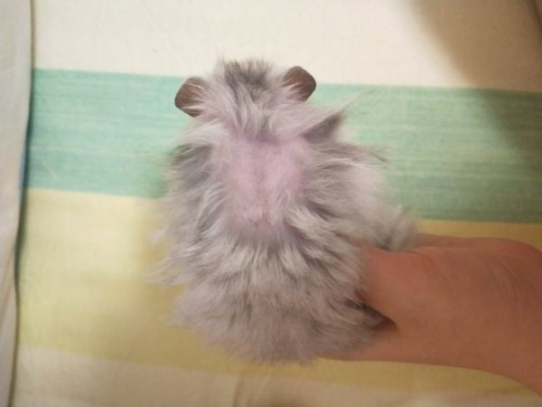 Is Your Hamster Losing Fur? Causes & Treatment