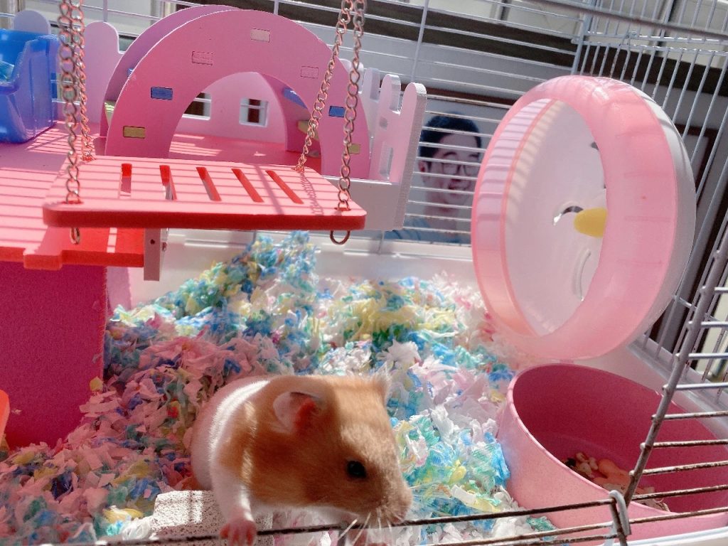 hamster in pink cage