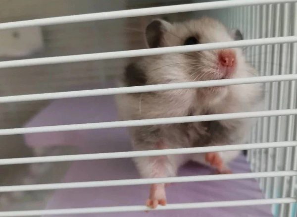 Guide To Clean Hamster Cage – It’s Easy If You Follow These Simple Steps