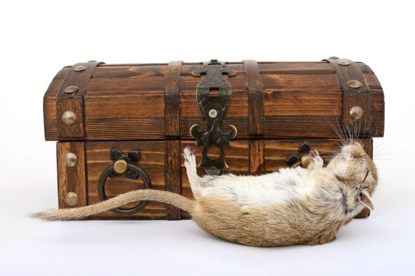 How Long Will Your Hamster’s Live? The Secret Of Hamsters Lifespan You Should Know