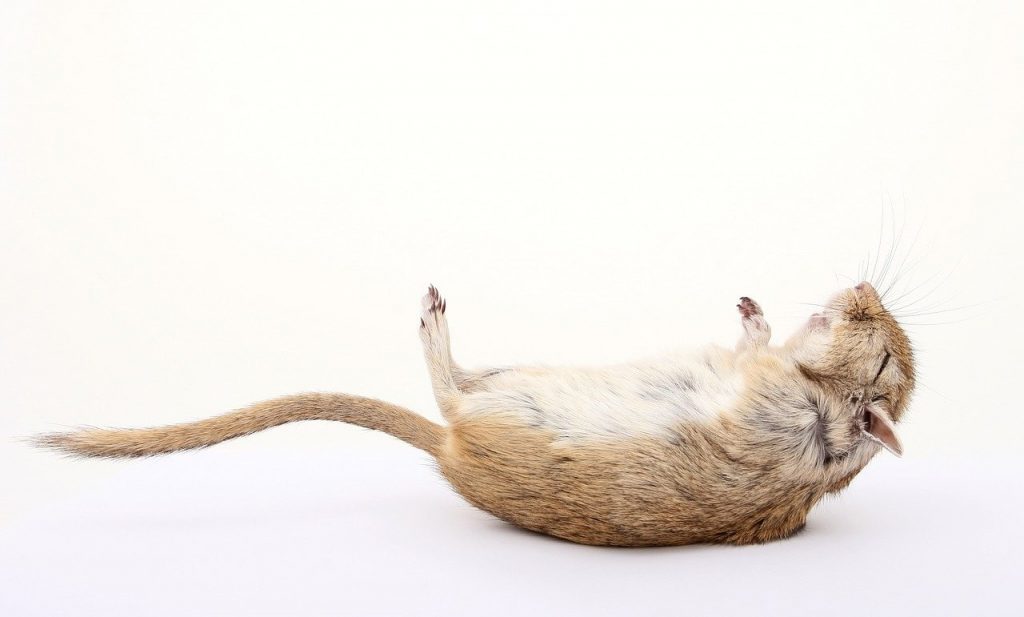 hamster-lying-in-land