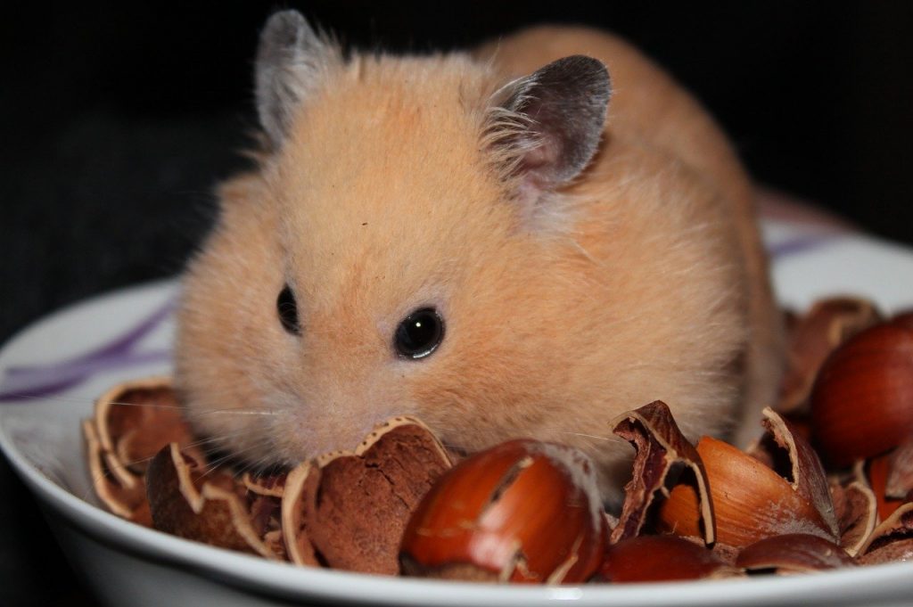 gold fat hamster