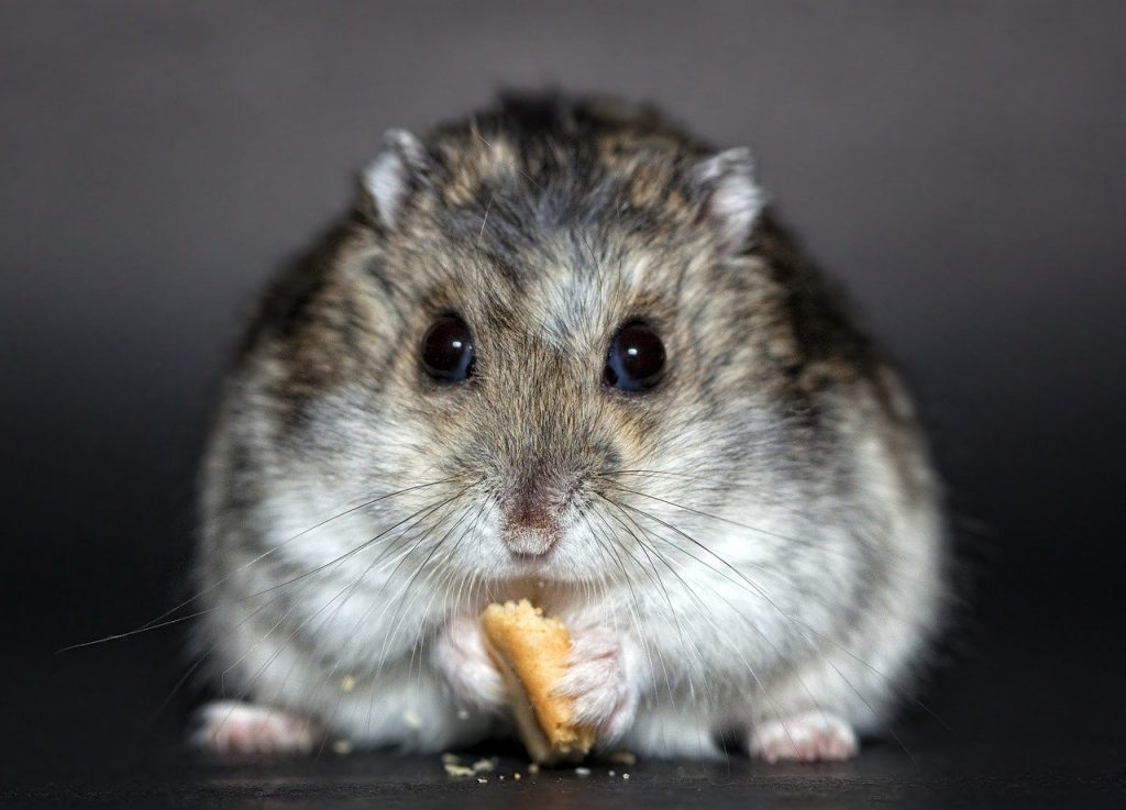 grey fat hamster