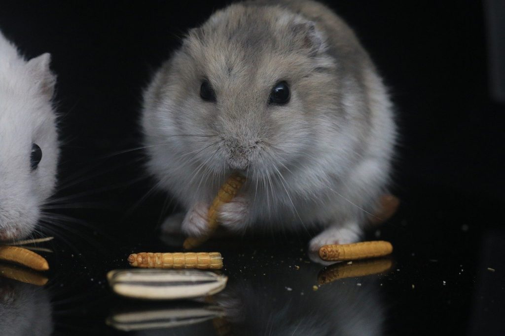 grey fat hamster