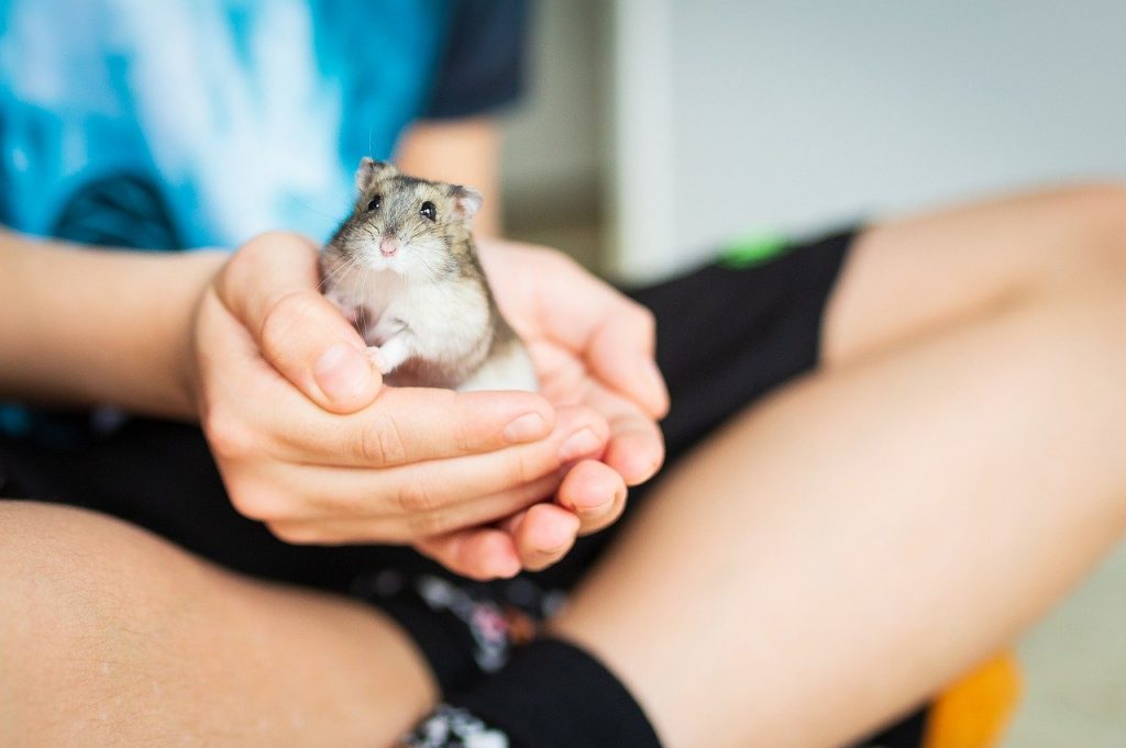 palm the hamster in hand