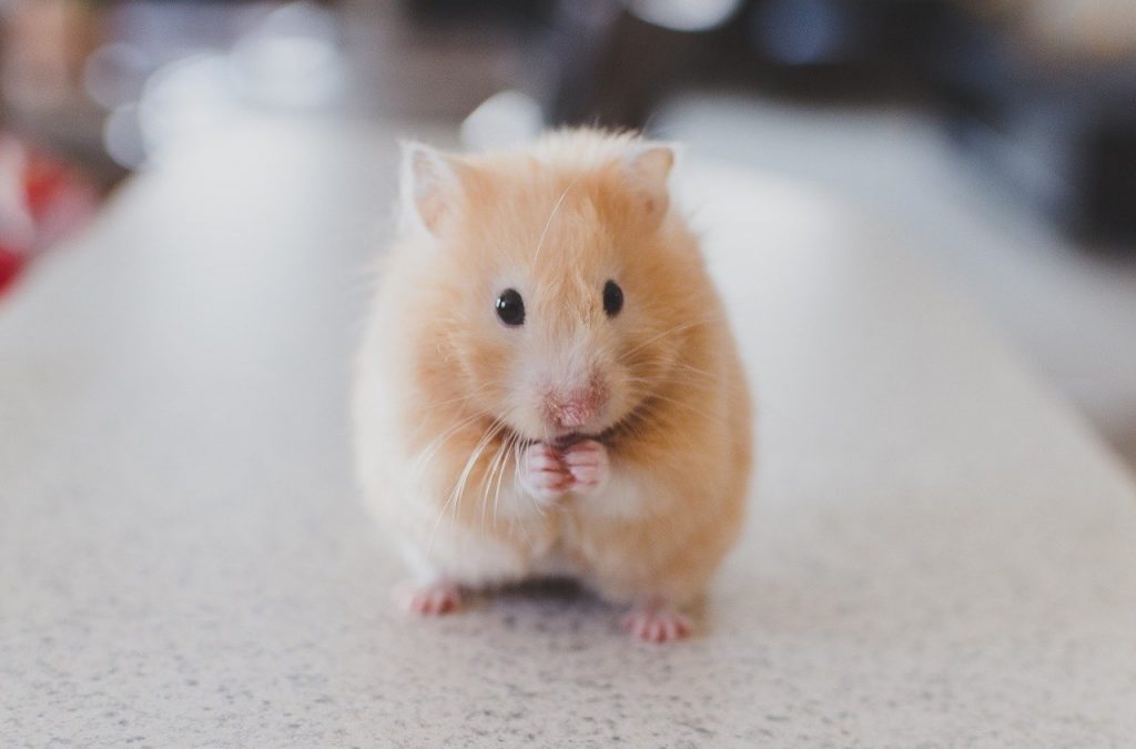 gold hamster