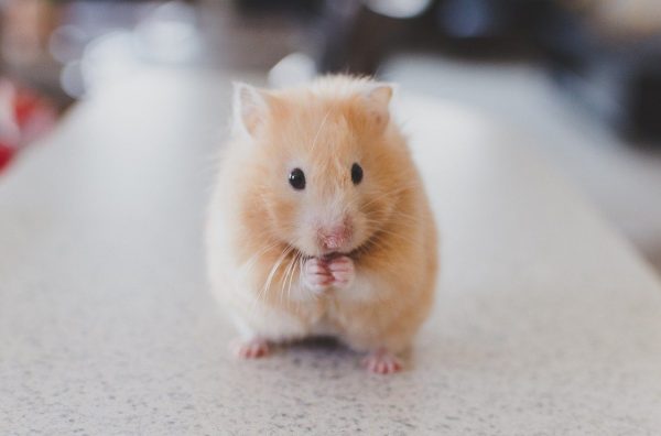 4 Reasons Why Hamster Smell Bad: 5 Ways To Solve It