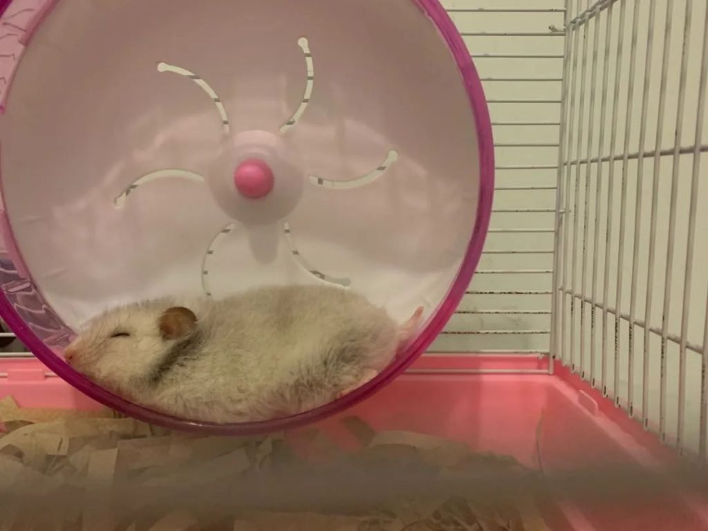 hamster in wheel