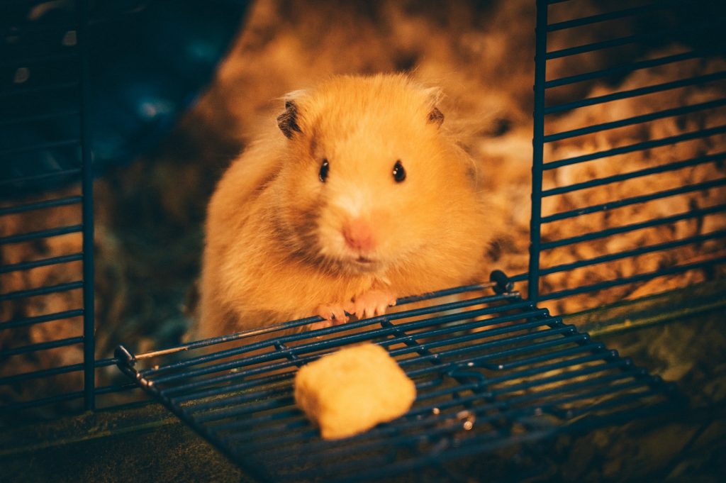 hamster with food