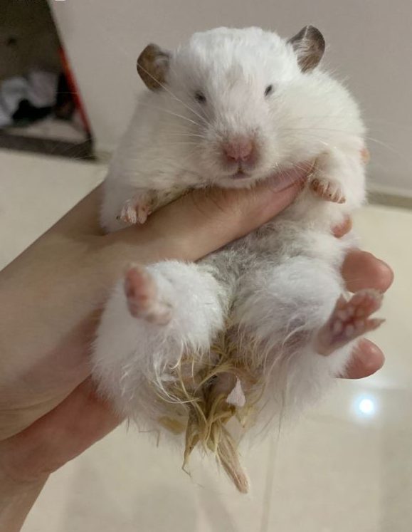 Hamster Wet Tail: Symptoms, Treatment, Prevention