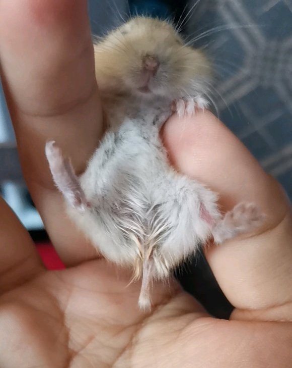 hamster-wet-tail