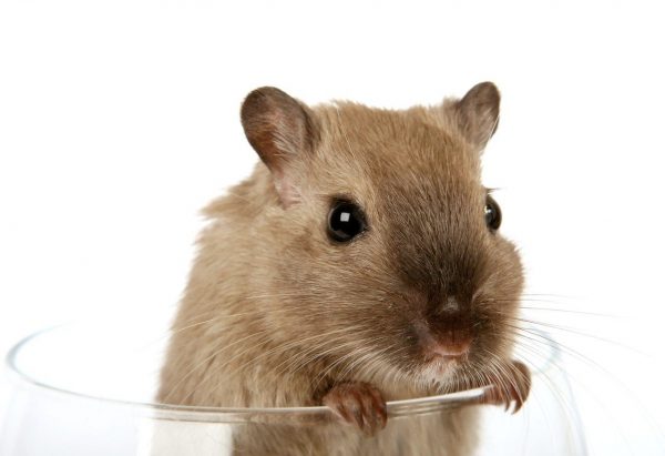 Hamster Scream: 4 Reasons For It You Shouldn’t Overlook