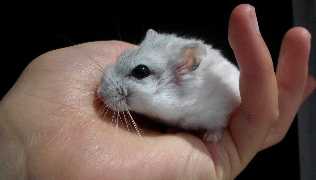 dwarf-hamster-in-hand
