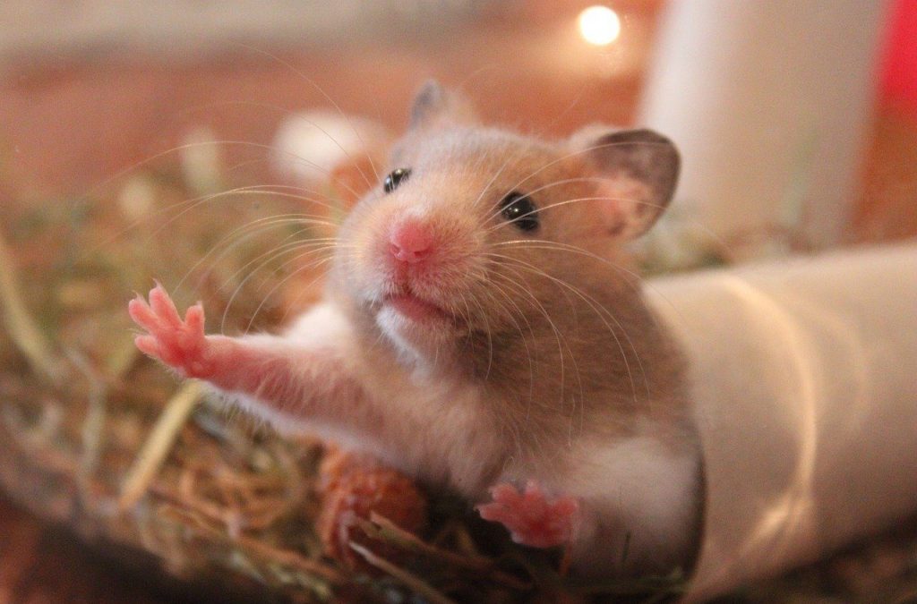 yellow baby hamster