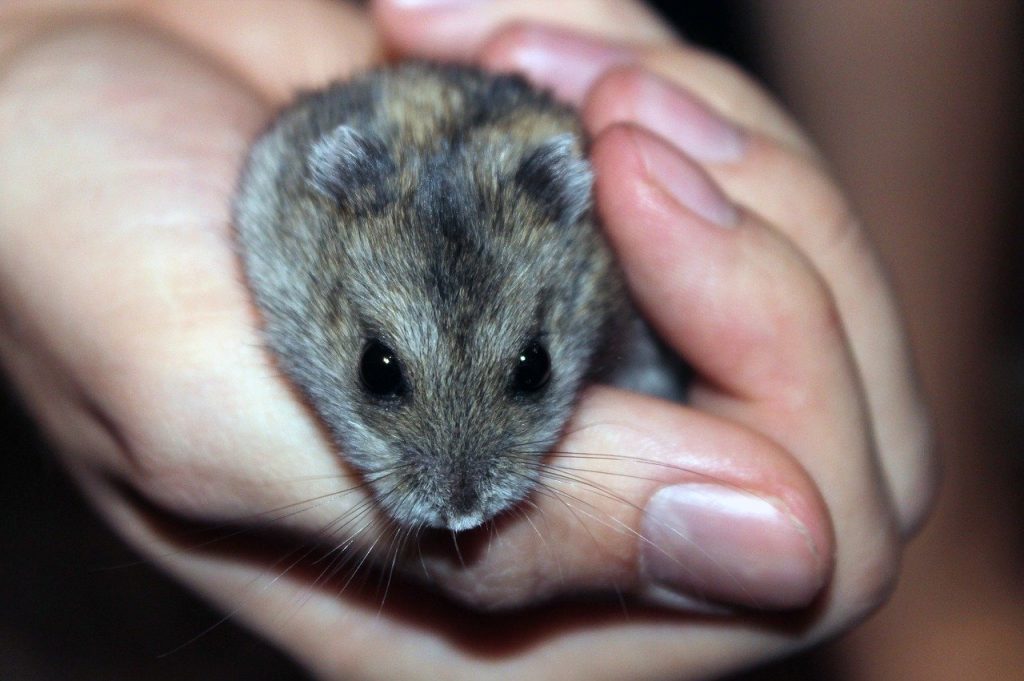 hamster in hand