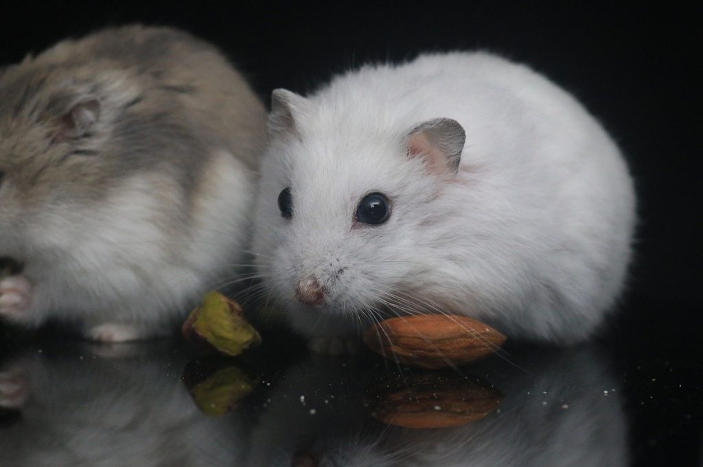 two-hamsters