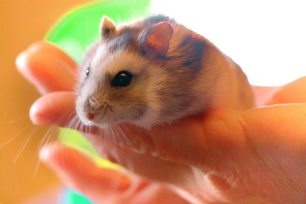 hamster-in-hand