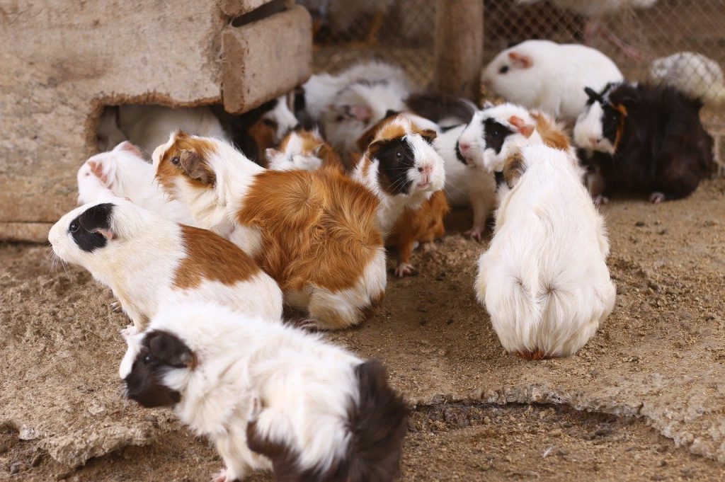different-types-of-hamsters