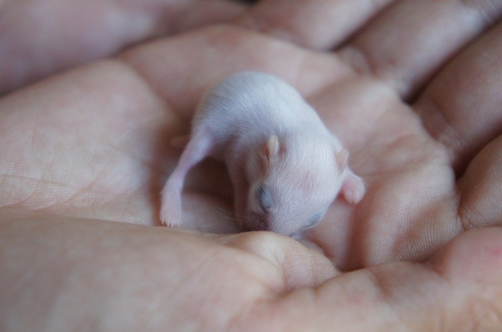 baby hamster in hand