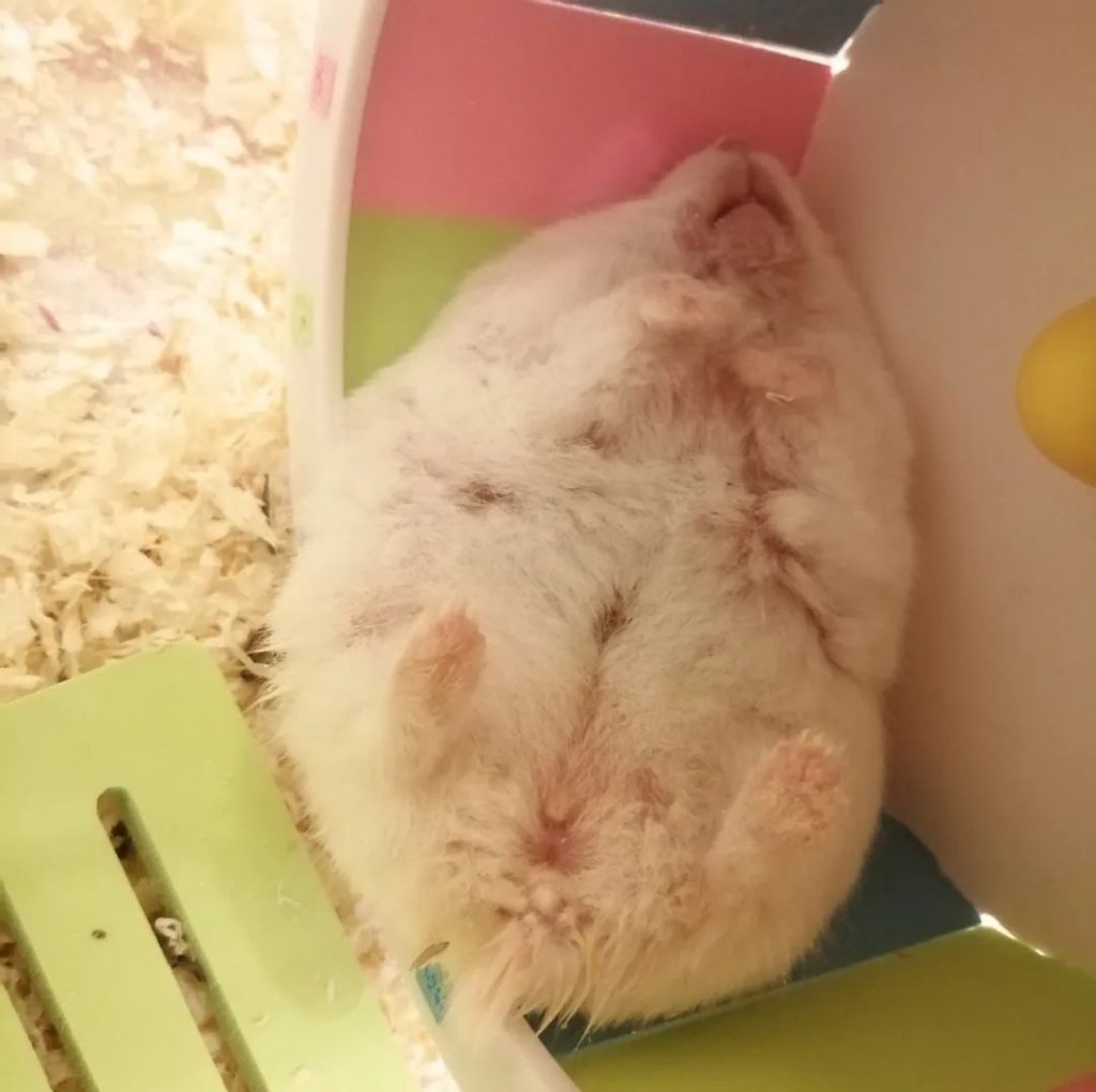 female hamster