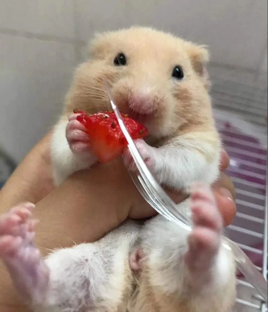 female hamster
