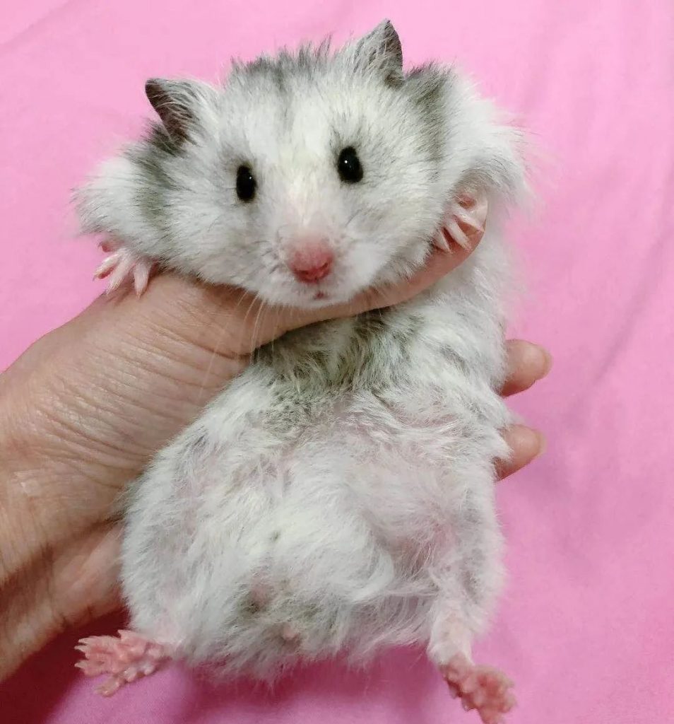 female winter white hamster