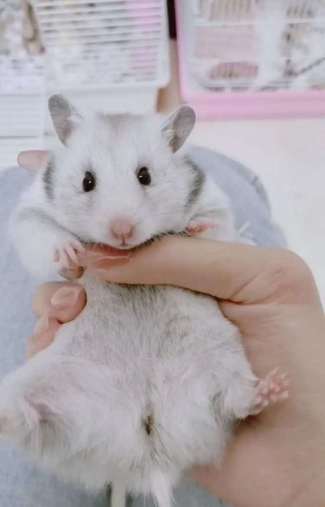 Identify female hamster by Anogenital distance