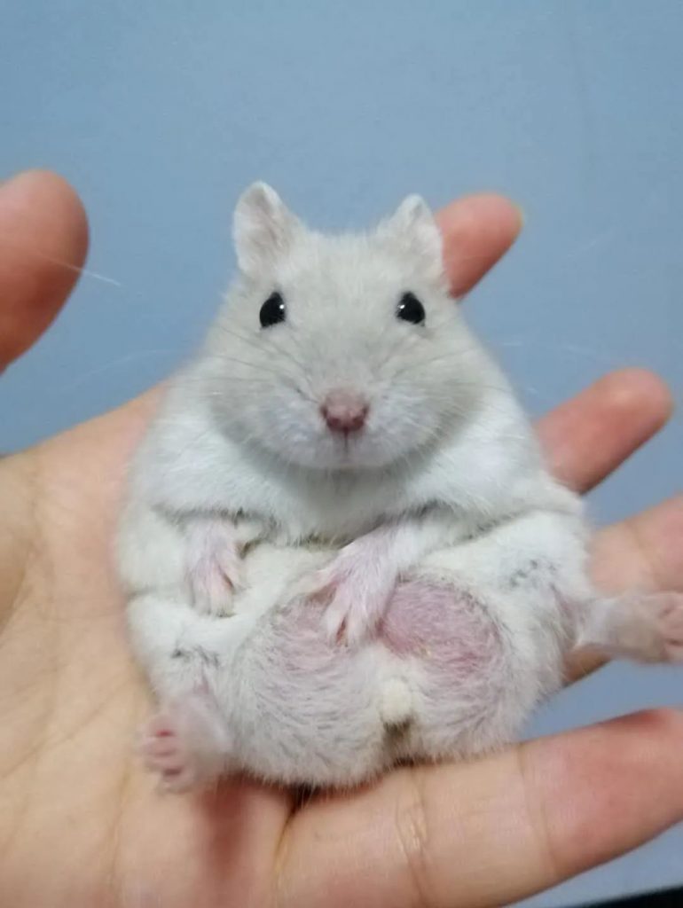 maie hamster with testicles