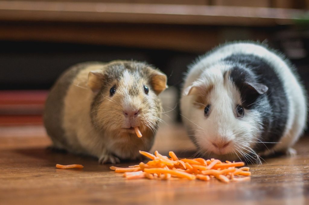 two hamsters eat carrot