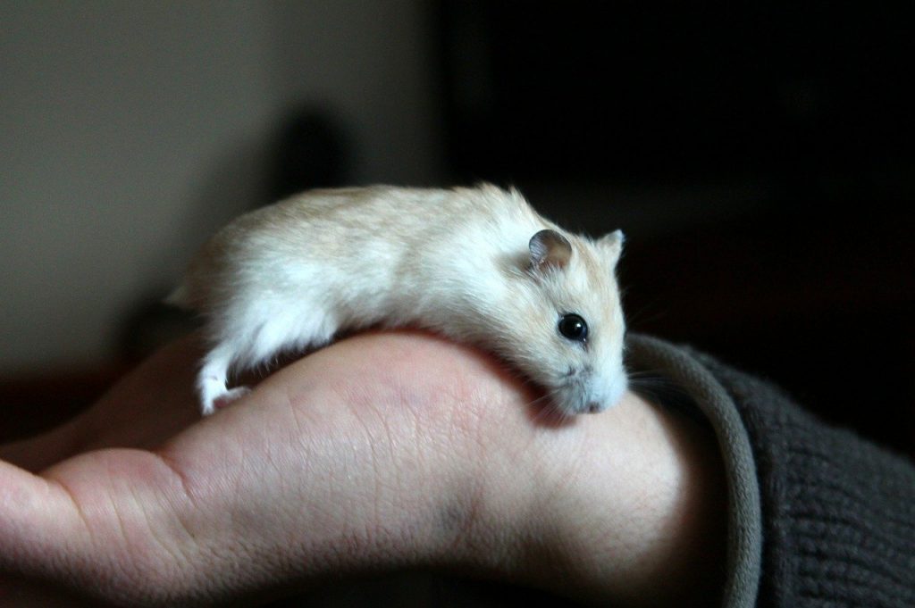 white hamster in hand