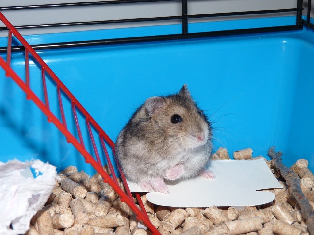 white winter hamster in cage