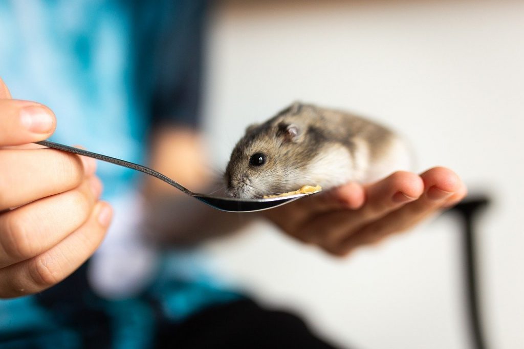feed a hamster in hand