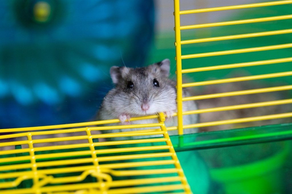 hamster in cage