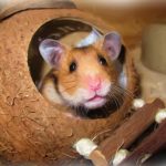 Blood In Hamster’s Urine: What Should You Do?