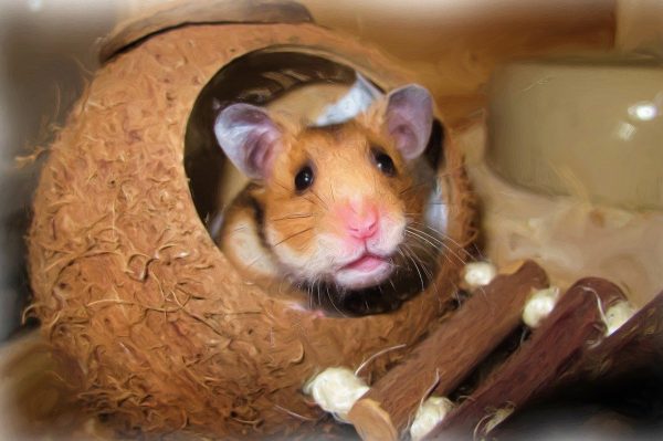 Blood In Hamster’s Urine: What Should You Do?