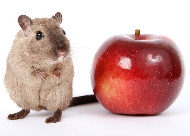 hamster eating apple