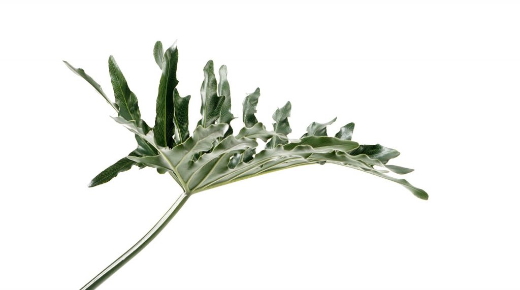 hamster can not eat arugula