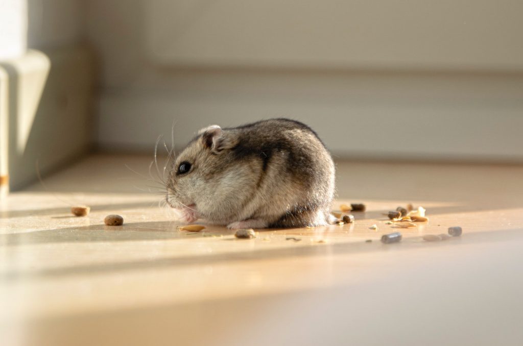 a hamster eating sunflower seeds