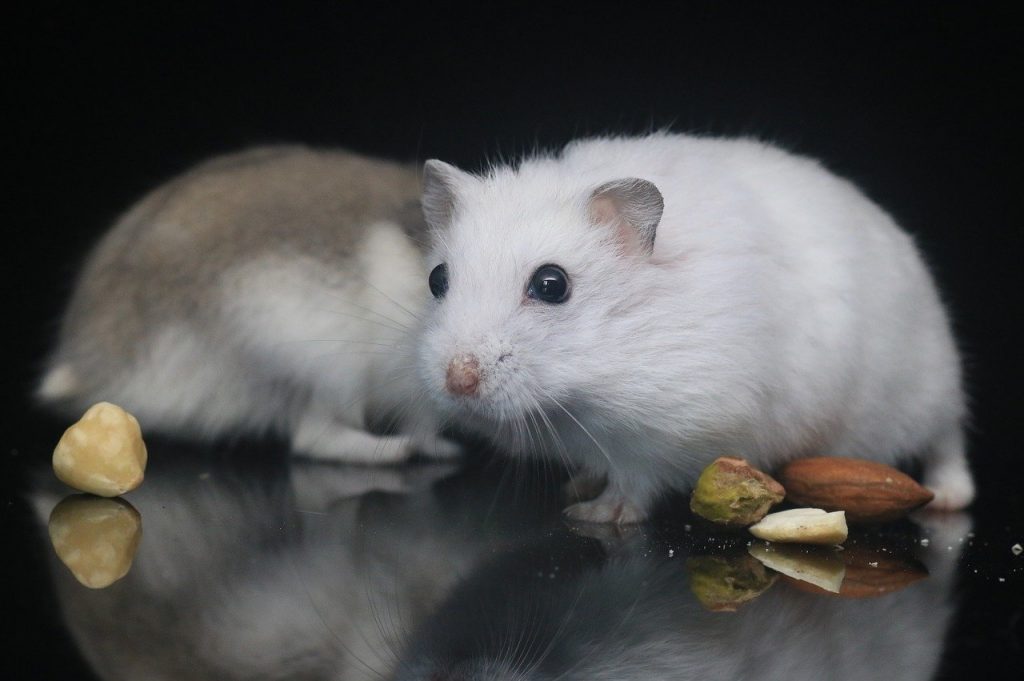 white hamster