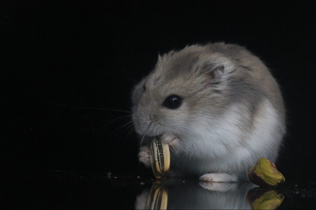 grey hamster hold a sunflower seed