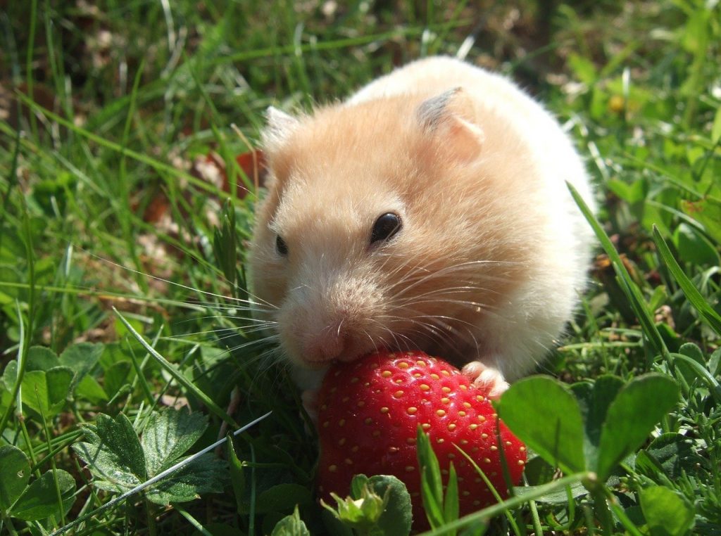 hamster eats strawberry