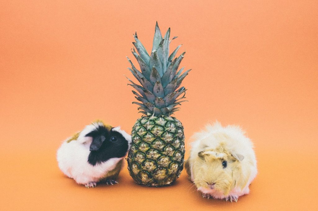 there are two hamster eating pineapple